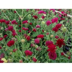 Blåhat Knautia Macedonica 'Mars Midget' 1 Liter Potte 6 Blåhat Knautia Macedonica 'Mars Midget' 1 Liter Potte -Plantetorvet Butik mi3815 knautia macedonica mars midget 38cd