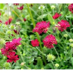 Blåhat Knautia Macedonica 'Mars Midget' 1 Liter Potte 4 Blåhat Knautia Macedonica 'Mars Midget' 1 Liter Potte -Plantetorvet Butik mi3815 knautia macedonica mars midget 8f3b