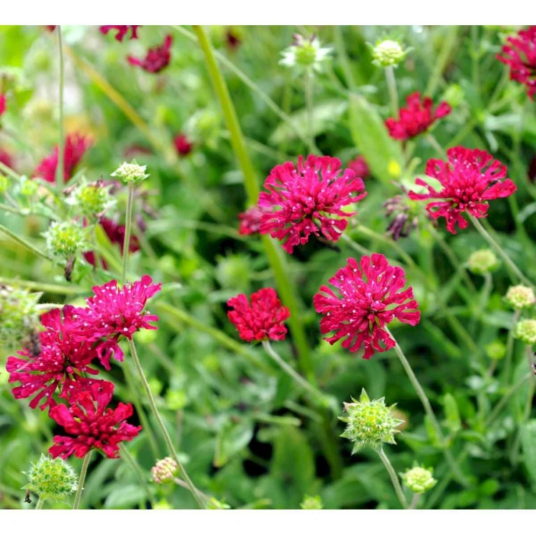 Blåhat Knautia Macedonica 'Mars Midget' 1 liter potte Blåhat Knautia Macedonica 'Mars Midget' 1 Liter Potte -Plantetorvet Butik mi3815 knautia macedonica mars midget 8f3b