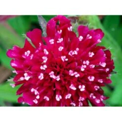 Blåhat Knautia Macedonica 'Mars Midget' 1 Liter Potte 5 Blåhat Knautia Macedonica 'Mars Midget' 1 Liter Potte -Plantetorvet Butik mi3815 knautia macedonica mars midget e128