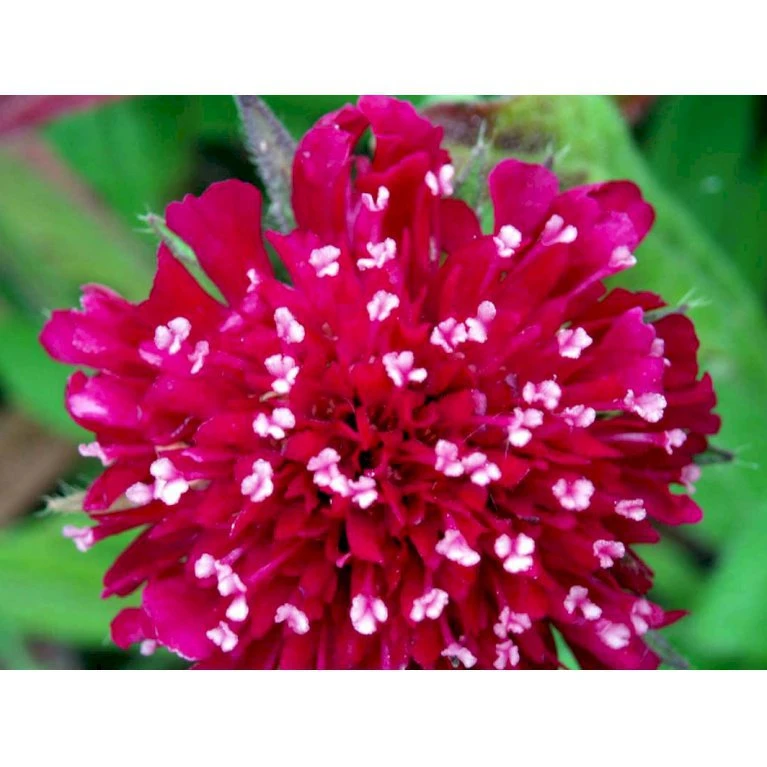 Blåhat Knautia Macedonica 'Mars Midget' 1 liter potte Blåhat Knautia Macedonica 'Mars Midget' 1 Liter Potte -Plantetorvet Butik mi3815 knautia macedonica mars midget e128