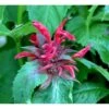 Hestemynte 'Cambridge Scarlet' Monarda Hybrid 'Cambridge Scarlet' 1 Liter Potte 2 Hestemynte 'Cambridge Scarlet' Monarda Hybrid 'Cambridge Scarlet' 1 Liter Potte -Plantetorvet Butik mi3820 monarda hybrid cambridge scarlet ed6d