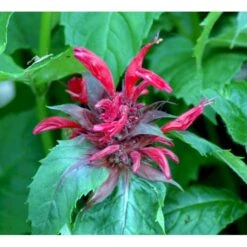 Hestemynte 'Cambridge Scarlet' Monarda Hybrid 'Cambridge Scarlet' 1 Liter Potte