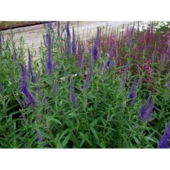 Langbladet Ærenpris 'Blauriesin' Veronica Longifolia 'Blauriesin' 1 Liter Potte -Plantetorvet Butik mi3833 veronica longifolia blauriesin 7023