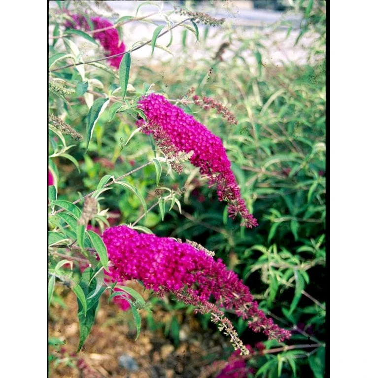 Sommerfuglebusk 'Royal Red' Buddleja Davidii 'Royal Red' Potte 2 liter. Sommerfuglebusk 'Royal Red' Buddleja Davidii 'Royal Red' Potte 2 Liter. -Plantetorvet Butik mi384 buddleia davidii royal red b637