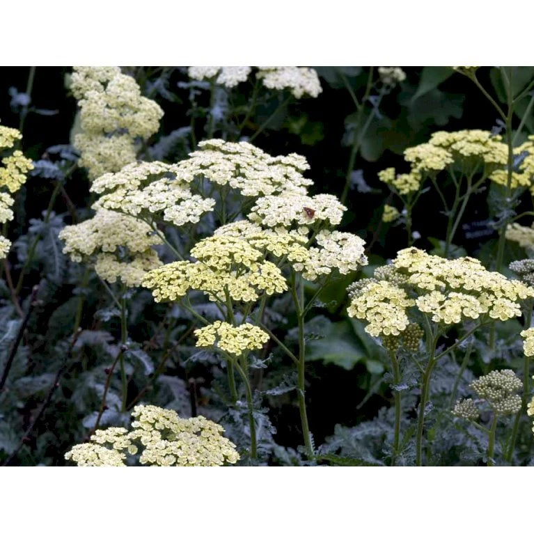 Almindelig Røllike 'Anthea' Achillea Millefolium 'Anthea' 1 liter potte Almindelig Røllike 'Anthea' Achillea Millefolium 'Anthea' 1 Liter Potte -Plantetorvet Butik mi3858 achillea anthea 4b70