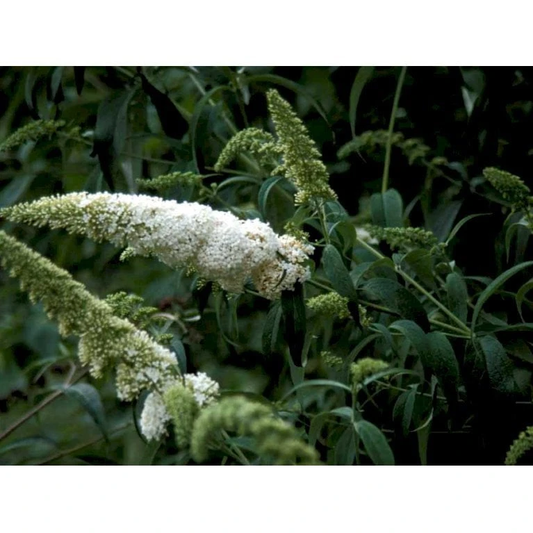 Sommerfuglebusk 'White Profusion' Buddleja Davidii 'White Profusion' Potte 6,5 liter 50-60 cm. Sommerfuglebusk 'White Profusion' Buddleja Davidii 'White Profusion' Potte 6,5 Liter 50-60 Cm. -Plantetorvet Butik mi385 buddleia davidii white profusion 609a