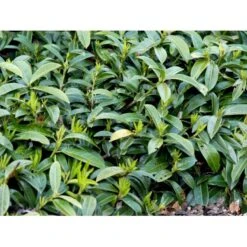 Krybende Kirsebærlaurbær Prunus Laurocerasus 'Mount Vernon' 5 Liter Potte 40-60 Cm 5 Krybende Kirsebærlaurbær Prunus Laurocerasus 'Mount Vernon' 5 Liter Potte 40-60 Cm -Plantetorvet Butik mi3912 prunus laurocerasus mount vernon 07da