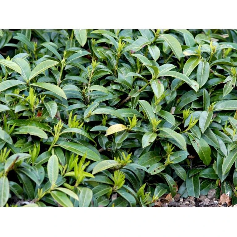 Krybende Kirsebærlaurbær Prunus Laurocerasus 'Mount Vernon' 5 liter potte 40-60 cm Krybende Kirsebærlaurbær Prunus Laurocerasus 'Mount Vernon' 5 Liter Potte 40-60 Cm -Plantetorvet Butik mi3912 prunus laurocerasus mount vernon 07da