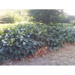 Krybende Kirsebærlaurbær Prunus Laurocerasus 'Mount Vernon' 5 Liter Potte 40-60 Cm 10 Krybende Kirsebærlaurbær Prunus Laurocerasus 'Mount Vernon' 5 Liter Potte 40-60 Cm -Plantetorvet Butik mi3912 prunus laurocerasus mount vernon 1063