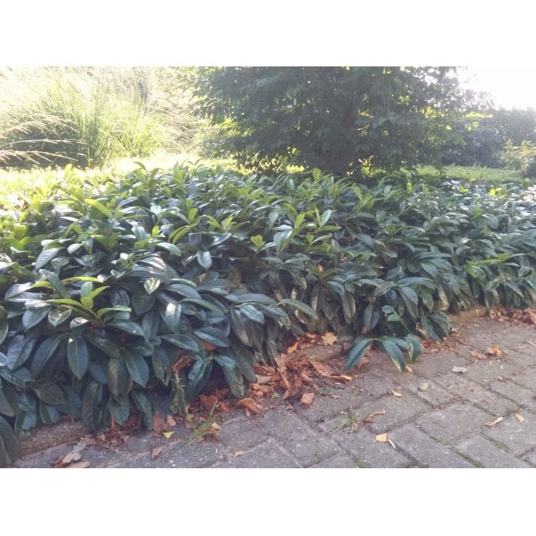 Krybende Kirsebærlaurbær Prunus Laurocerasus 'Mount Vernon' 5 liter potte 40-60 cm Krybende Kirsebærlaurbær Prunus Laurocerasus 'Mount Vernon' 5 Liter Potte 40-60 Cm -Plantetorvet Butik mi3912 prunus laurocerasus mount vernon 1063