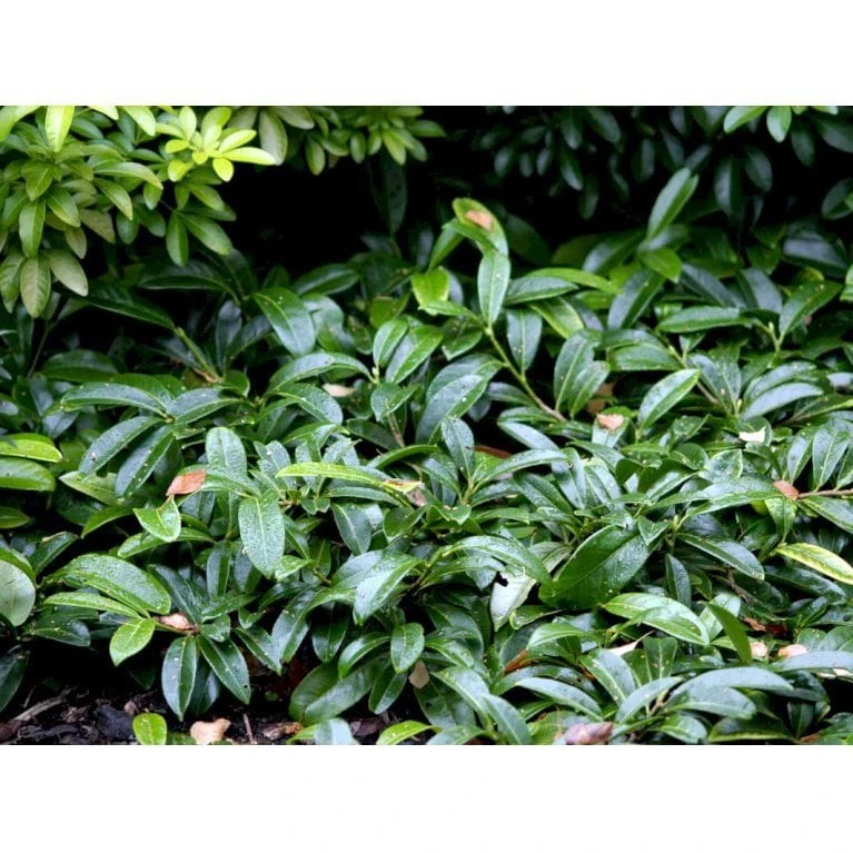 Krybende Kirsebærlaurbær Prunus Laurocerasus 'Mount Vernon' 5 liter potte 40-60 cm Krybende Kirsebærlaurbær Prunus Laurocerasus 'Mount Vernon' 5 Liter Potte 40-60 Cm -Plantetorvet Butik mi3912 prunus laurocerasus mount vernon 7c03
