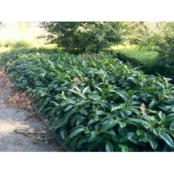 Krybende Kirsebærlaurbær Prunus Laurocerasus 'Mount Vernon' 5 Liter Potte 40-60 Cm 8 Krybende Kirsebærlaurbær Prunus Laurocerasus 'Mount Vernon' 5 Liter Potte 40-60 Cm -Plantetorvet Butik mi3912 prunus laurocerasus mount vernon a98e