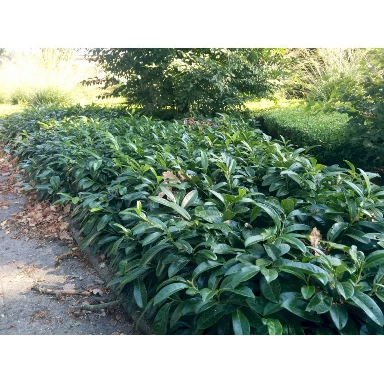 Krybende Kirsebærlaurbær Prunus Laurocerasus 'Mount Vernon' 5 liter potte 40-60 cm Krybende Kirsebærlaurbær Prunus Laurocerasus 'Mount Vernon' 5 Liter Potte 40-60 Cm -Plantetorvet Butik mi3912 prunus laurocerasus mount vernon a98e