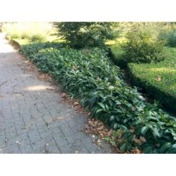 Krybende Kirsebærlaurbær Prunus Laurocerasus 'Mount Vernon' 5 Liter Potte 40-60 Cm 9 Krybende Kirsebærlaurbær Prunus Laurocerasus 'Mount Vernon' 5 Liter Potte 40-60 Cm -Plantetorvet Butik mi3912 prunus laurocerasus mount vernon be71