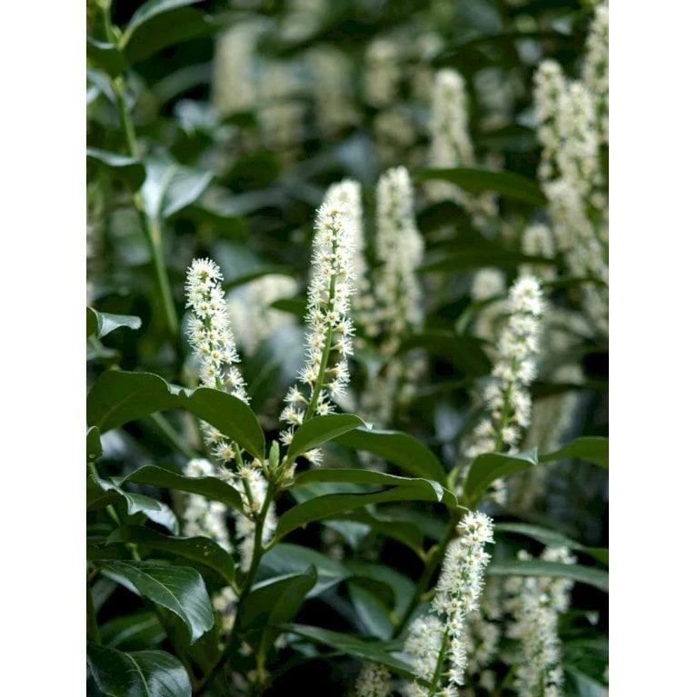 Krybende Kirsebærlaurbær Prunus Laurocerasus 'Mount Vernon' 5 liter potte 40-60 cm Krybende Kirsebærlaurbær Prunus Laurocerasus 'Mount Vernon' 5 Liter Potte 40-60 Cm -Plantetorvet Butik mi3912 prunus laurocerasus mount vernon e905