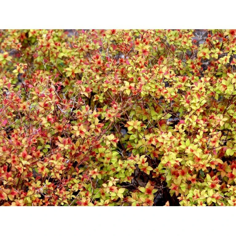 Spiræa 'Magic Carpet' Spiraea Japonica 'Magic Carpet' 3,5 liter potte Spiræa 'Magic Carpet' Spiraea Japonica 'Magic Carpet' 3,5 Liter Potte -Plantetorvet Butik mi3916 spiraea japonica firelight bc7f