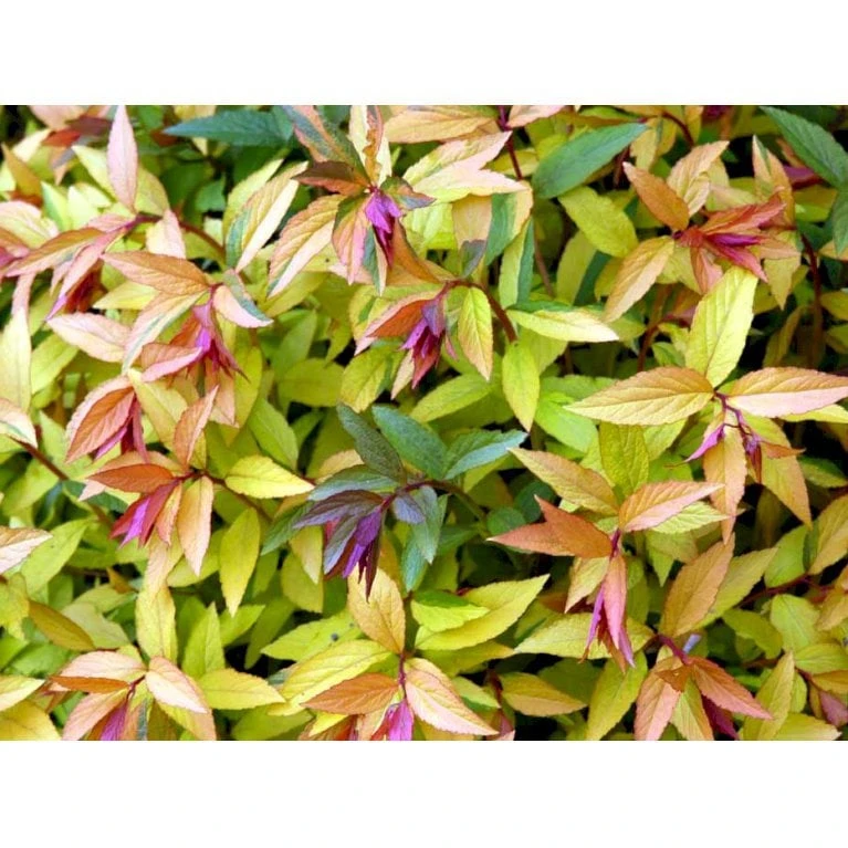 Spiræa 'Goldflame' Spiraea Japonica 'Goldflame' Potte 2,0 liter,- 25-30 cm. Spiræa 'Goldflame' Spiraea Japonica 'Goldflame' Potte 2,0 Liter,- 25-30 Cm. -Plantetorvet Butik mi3917 spiraea japonica goldflame a12a