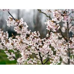 Yoshino-kirsebær Prunus Yedoensis Solitær Busk 150-200 Cm. - Med Klump -Plantetorvet Butik mi4012 prunus yedoensis 3755