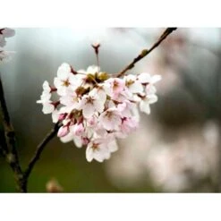 Yoshino-kirsebær Prunus Yedoensis Solitær Busk 150-200 Cm. - Med Klump -Plantetorvet Butik mi4012 prunus yedoensis d1f4