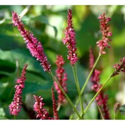Kertepileurt 'Speciosa' Persicaria Amplexicaulis 'Speciosa' Potte 2 Liter.