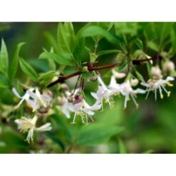 Busk-kaprifolie Lonicera Fragrantissima Potte 10 Liter,- 60-80 Cm. 4 Busk-kaprifolie Lonicera Fragrantissima Potte 10 Liter,- 60-80 Cm. -Plantetorvet Butik mi4151 lonicera fragrantissima fede