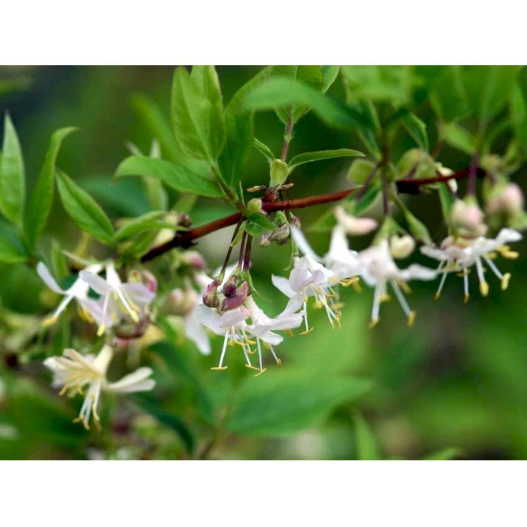 Busk-kaprifolie Lonicera Fragrantissima Potte 10 liter,- 60-80 cm. Busk-kaprifolie Lonicera Fragrantissima Potte 10 Liter,- 60-80 Cm. -Plantetorvet Butik mi4151 lonicera fragrantissima fede