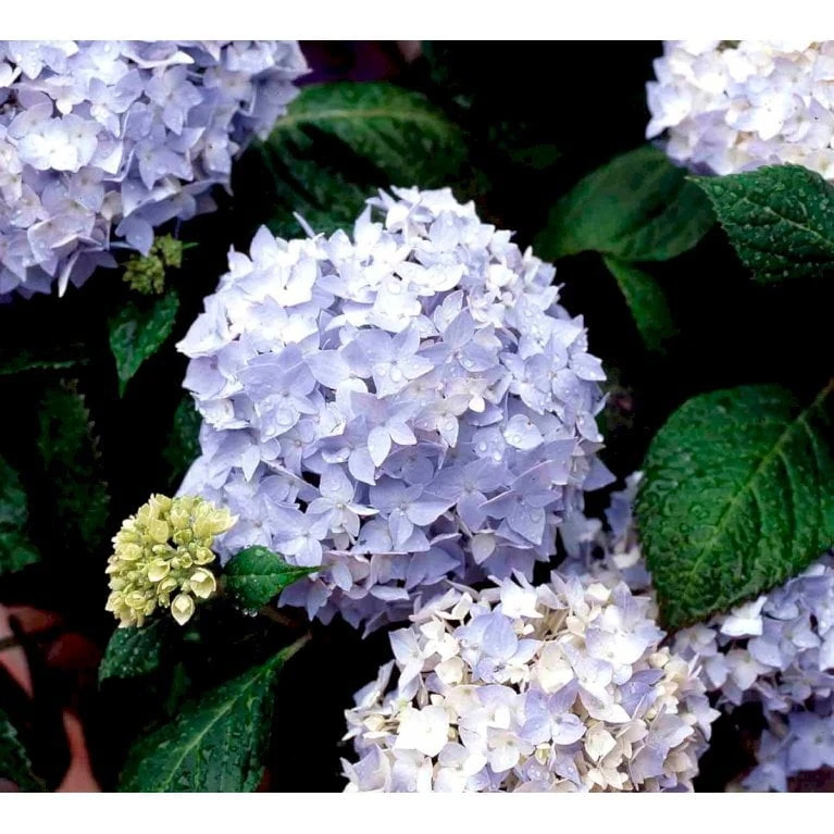 Hortensia 'Clara' Hydrangea Macrophylla 'Clara' 3,5 liter potte Hortensia 'Clara' Hydrangea Macrophylla 'Clara' 3,5 Liter Potte -Plantetorvet Butik mi4159 hydrangea macrophylla clara 025b