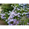 Hortensia 'Clara' Hydrangea Macrophylla 'Clara' 3,5 Liter Potte