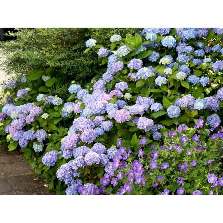 Hortensia 'Clara' Hydrangea Macrophylla 'Clara' 3,5 liter potte Hortensia 'Clara' Hydrangea Macrophylla 'Clara' 3,5 Liter Potte -Plantetorvet Butik mi4159 hydrangea macrophylla clara 78a6