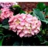 Hortensia 'Dorthea' Hydrangea Macrophylla 'Dorthea' 3,5 Liter Potte -Plantetorvet Butik mi4180 hydrangea macrophylla dorthea ac0e