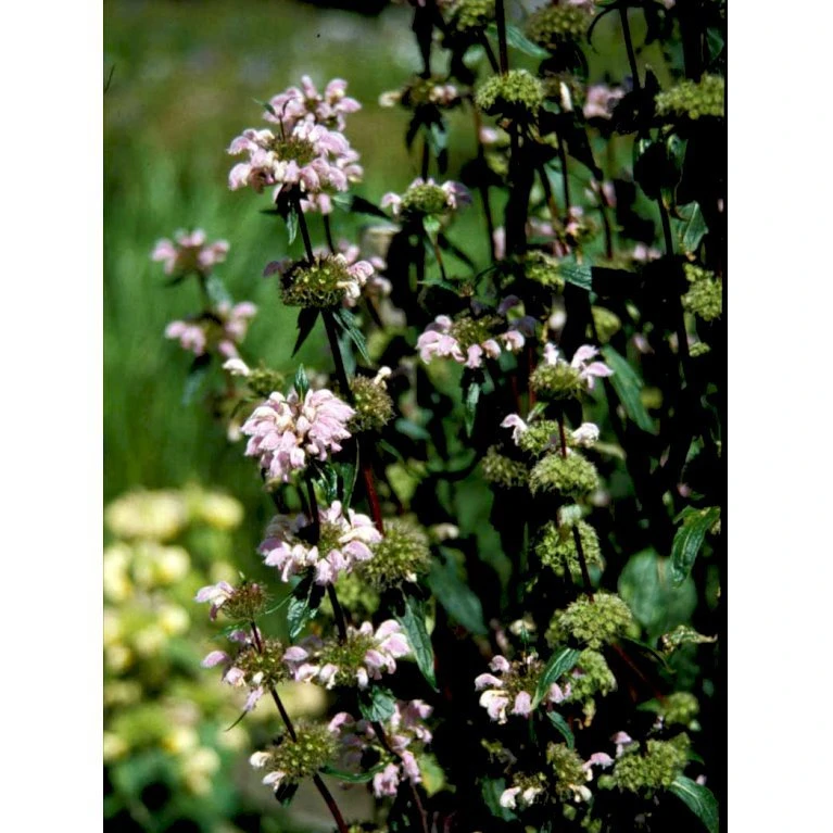 Knoldet Løvehale Phlomis Tuberosa 1 Liter Potte