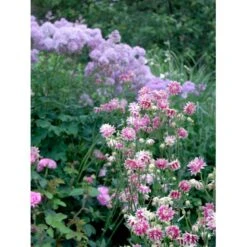 Akeleje 'Nora Barlow' Aquilegia Vulgaris 'Nora Barlow' 1 Liter Potte