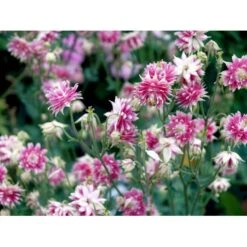 Akeleje 'Nora Barlow' Aquilegia Vulgaris 'Nora Barlow' 1 Liter Potte -Plantetorvet Butik mi4187 aquilegia vulgaris nora barlow e71b