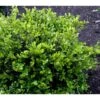 Buksbom 'Faulkner' Buxus Sempervirens 'Faulkner' Potte 3,5 Liter 20-30 Cm. 1 Buksbom 'Faulkner' Buxus Sempervirens 'Faulkner' Potte 3,5 Liter 20-30 Cm. -Plantetorvet Butik mi420 buxus microphylla faulkner b2f0