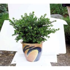 Buksbom 'Faulkner' Buxus Sempervirens 'Faulkner' Potte 3,5 Liter 20-30 Cm. -Plantetorvet Butik mi420 buxus microphylla faulkner fcd0