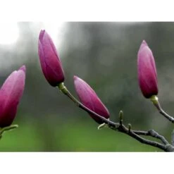 Magnolia 'Galaxy' Magnolia Fraseri 'Galaxy' Trådklump,- 175-200 Cm. 5 Magnolia 'Galaxy' Magnolia Fraseri 'Galaxy' Trådklump,- 175-200 Cm. -Plantetorvet Butik mi4227 magnolia galaxy 3c85