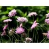 Due-Skabiosa 'Pink Mist' Scabiosa Columbaria 'Pink Mist' 1 Liter Potte 2 Due-Skabiosa 'Pink Mist' Scabiosa Columbaria 'Pink Mist' 1 Liter Potte -Plantetorvet Butik mi4249 scabiosa columbaria pink mist 05f3