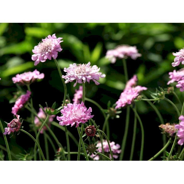 Due-Skabiosa 'Pink Mist' Scabiosa Columbaria 'Pink Mist' 1 liter potte Due-Skabiosa 'Pink Mist' Scabiosa Columbaria 'Pink Mist' 1 Liter Potte -Plantetorvet Butik mi4249 scabiosa columbaria pink mist 05f3