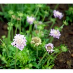 Due-Skabiosa 'Pink Mist' Scabiosa Columbaria 'Pink Mist' 1 Liter Potte 7 Due-Skabiosa 'Pink Mist' Scabiosa Columbaria 'Pink Mist' 1 Liter Potte -Plantetorvet Butik mi4249 scabiosa columbaria pink mist 18ce
