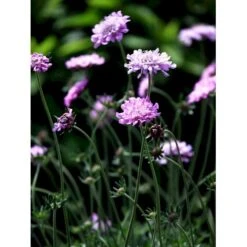 Due-Skabiosa 'Pink Mist' Scabiosa Columbaria 'Pink Mist' 1 Liter Potte 4 Due-Skabiosa 'Pink Mist' Scabiosa Columbaria 'Pink Mist' 1 Liter Potte -Plantetorvet Butik mi4249 scabiosa columbaria pink mist 3d90