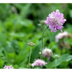 Due-Skabiosa 'Pink Mist' Scabiosa Columbaria 'Pink Mist' 1 Liter Potte 6 Due-Skabiosa 'Pink Mist' Scabiosa Columbaria 'Pink Mist' 1 Liter Potte -Plantetorvet Butik mi4249 scabiosa columbaria pink mist 9d8e