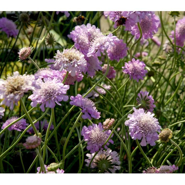 Due-Skabiosa 'Pink Mist' Scabiosa Columbaria 'Pink Mist' 1 liter potte Due-Skabiosa 'Pink Mist' Scabiosa Columbaria 'Pink Mist' 1 Liter Potte -Plantetorvet Butik mi4249 scabiosa columbaria pink mist ba59