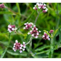 Kæmpe Verbena 'Lollipop' Verbena Bonariensis 'Lollipop' (r) 1 Liter Potte -Plantetorvet Butik mi4252 verbena bonariensis lollipop r 0302