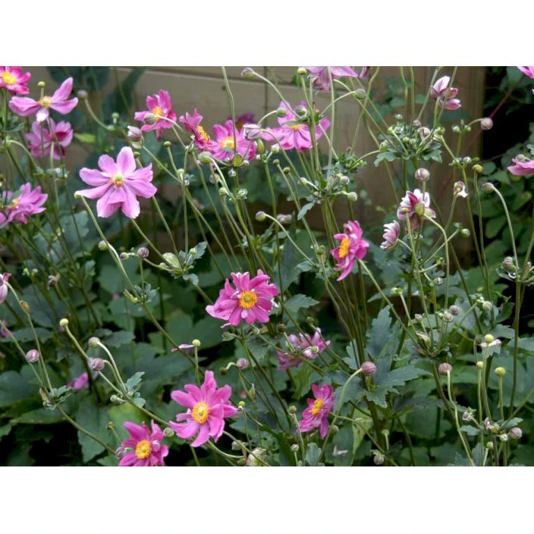 Høstanemone 'Prinz Heinrich' Anemone Japonica-hybrid 'Prinz Heinrich' 1 liter potte Høstanemone 'Prinz Heinrich' Anemone Japonica-hybrid 'Prinz Heinrich' 1 Liter Potte -Plantetorvet Butik mi4350 anemone hupehensis prinz heinrich 1c08