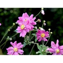 Høstanemone 'Prinz Heinrich' Anemone Japonica-hybrid 'Prinz Heinrich' 1 Liter Potte 4 Høstanemone 'Prinz Heinrich' Anemone Japonica-hybrid 'Prinz Heinrich' 1 Liter Potte -Plantetorvet Butik mi4350 anemone hupehensis prinz heinrich 9f53