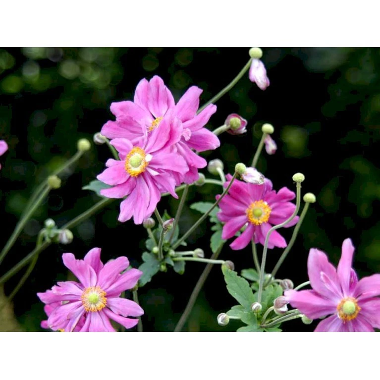 Høstanemone 'Prinz Heinrich' Anemone Japonica-hybrid 'Prinz Heinrich' 1 liter potte Høstanemone 'Prinz Heinrich' Anemone Japonica-hybrid 'Prinz Heinrich' 1 Liter Potte -Plantetorvet Butik mi4350 anemone hupehensis prinz heinrich 9f53