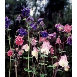 Kortsporet Akeleje Aquilegia Vulgaris 1 Liter Potte