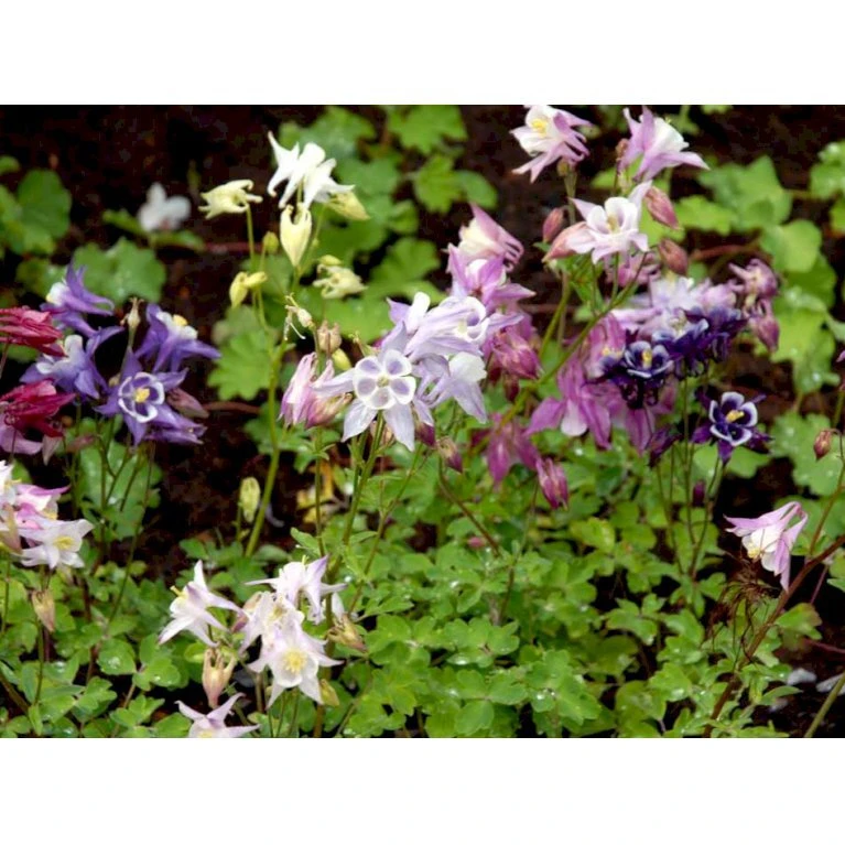 Akeleje 'Biedermeier' Aquilegia Flabellata 'Biedermeier' 1 liter potte Akeleje 'Biedermeier' Aquilegia Flabellata 'Biedermeier' 1 Liter Potte -Plantetorvet Butik mi4362 aquilegia vulgaris biedermeier 72cb