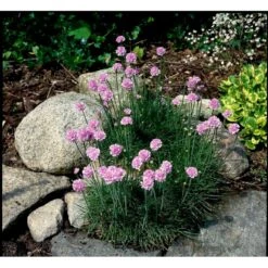 Engelsk Græs 'Rosea Compacta' Armeria Maritima 'Rosea Compacta' 10 Cm. Potte 4 Engelsk Græs 'Rosea Compacta' Armeria Maritima 'Rosea Compacta' 10 Cm. Potte -Plantetorvet Butik mi4369 armeria maritima rosea compacta 0ad8